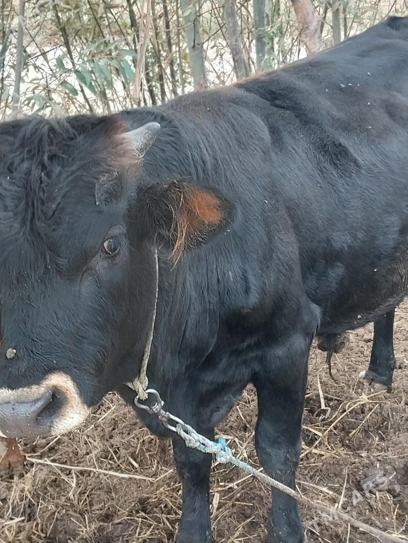 Öküz - Бабадайхан - img 9