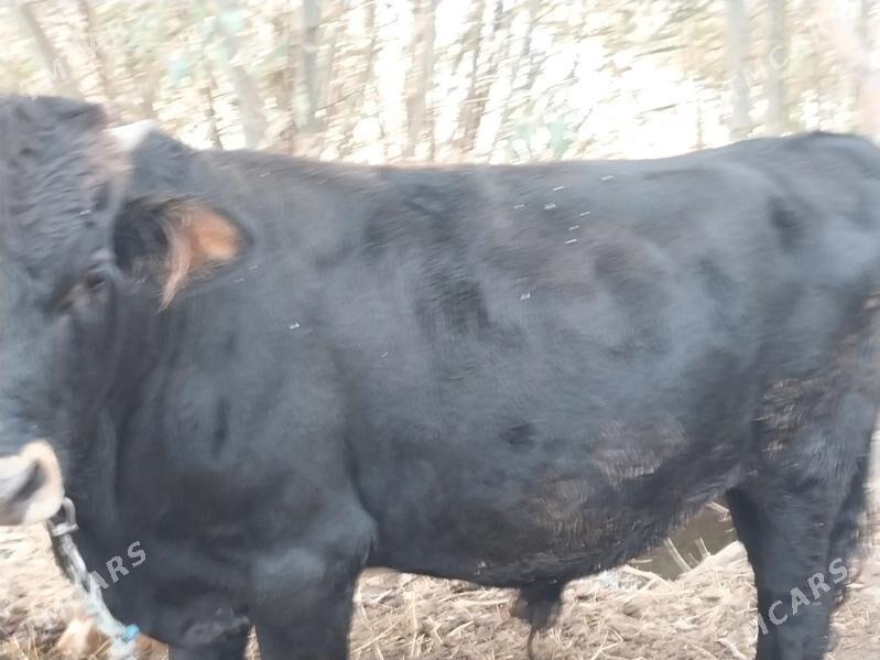 Öküz - Бабадайхан - img 10