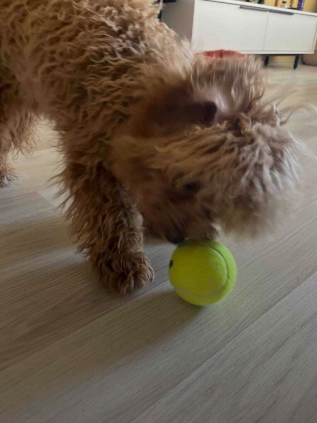 Мячи Теннисные Top Tennis üçin - Aşgabat - img 7