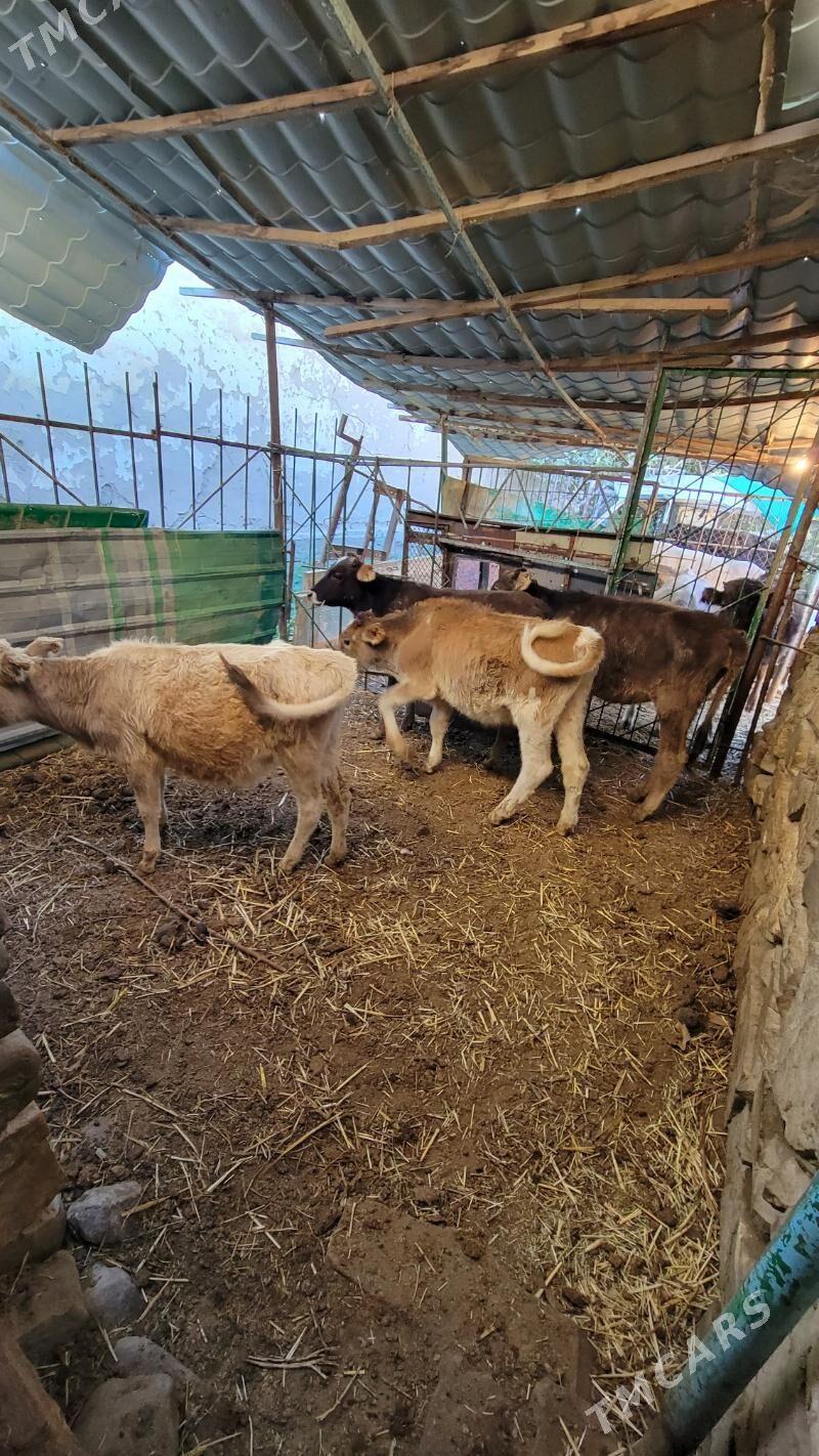 Gole sygyr - Ашхабад - img 4