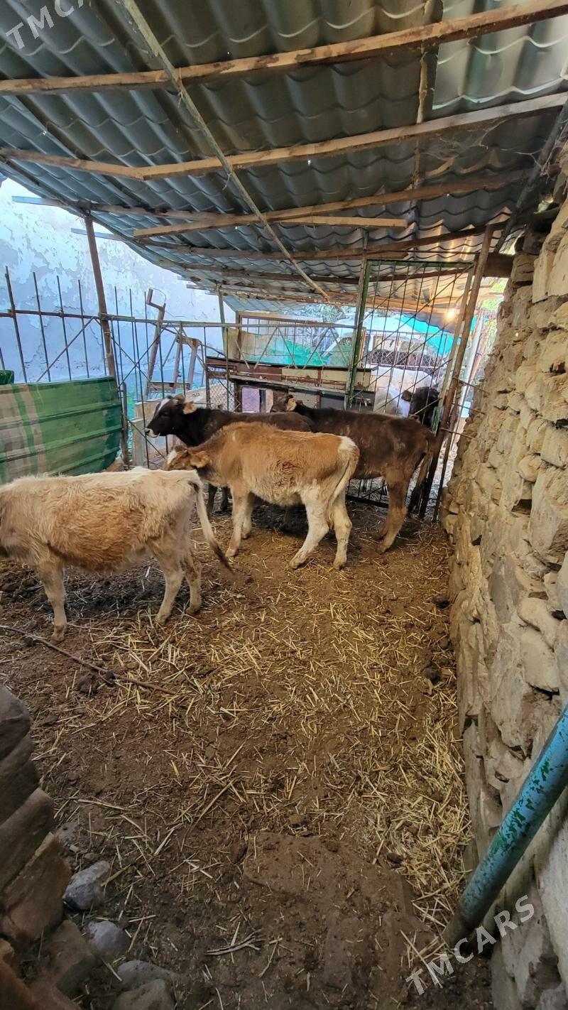 Gole sygyr - Ашхабад - img 3