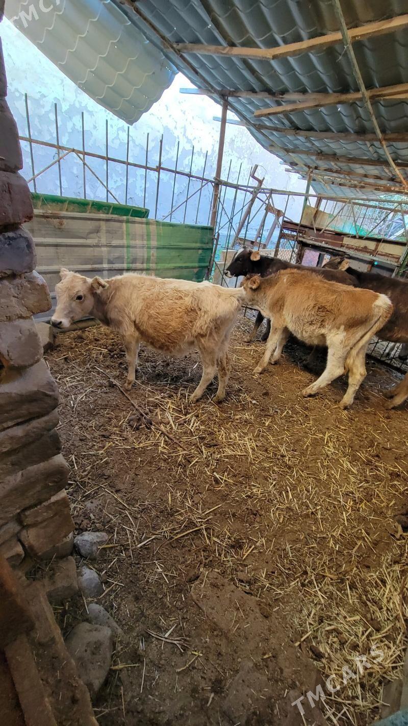 Gole sygyr - Ашхабад - img 2