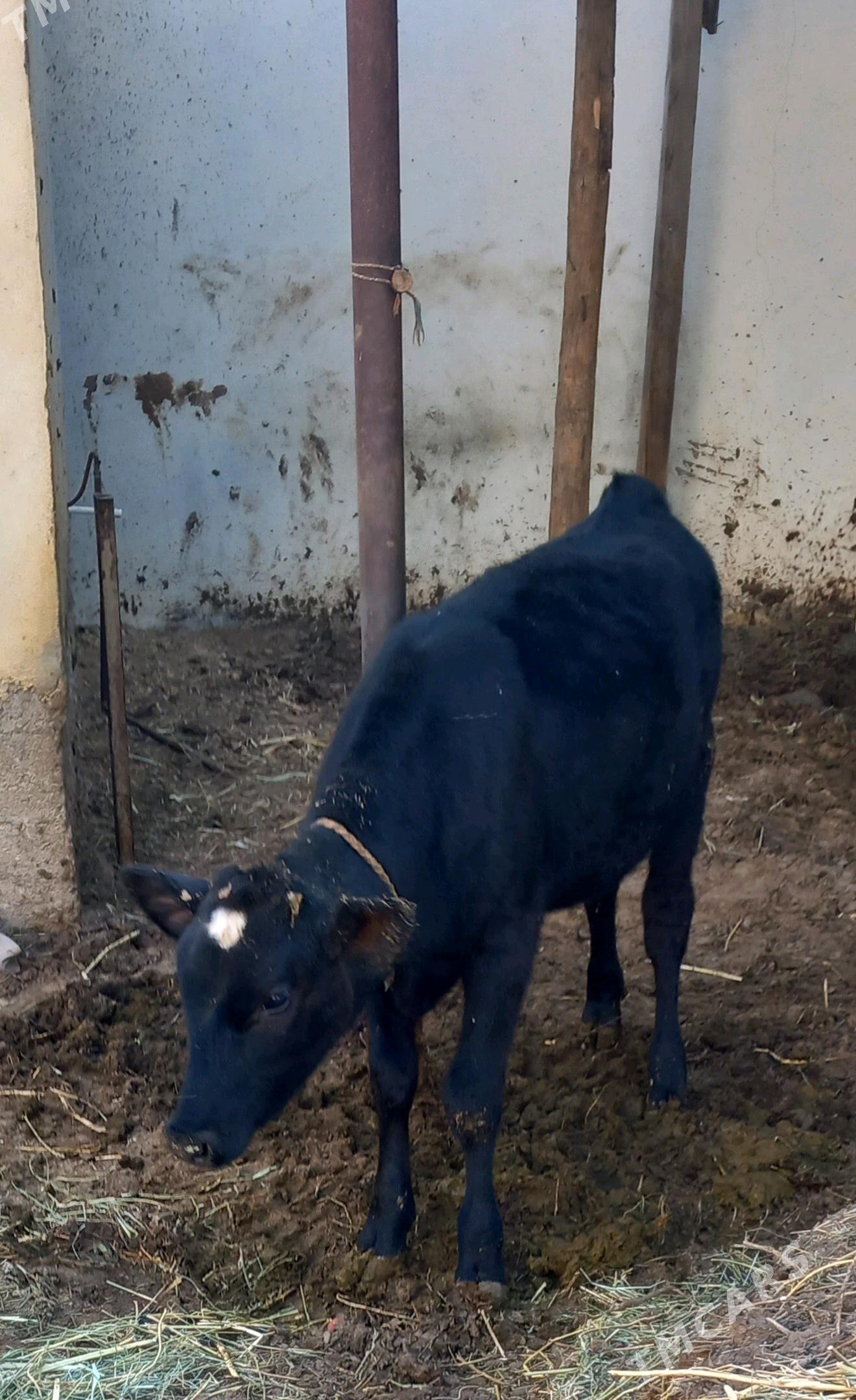 galisteyin tuwe - Ашхабад - img 3