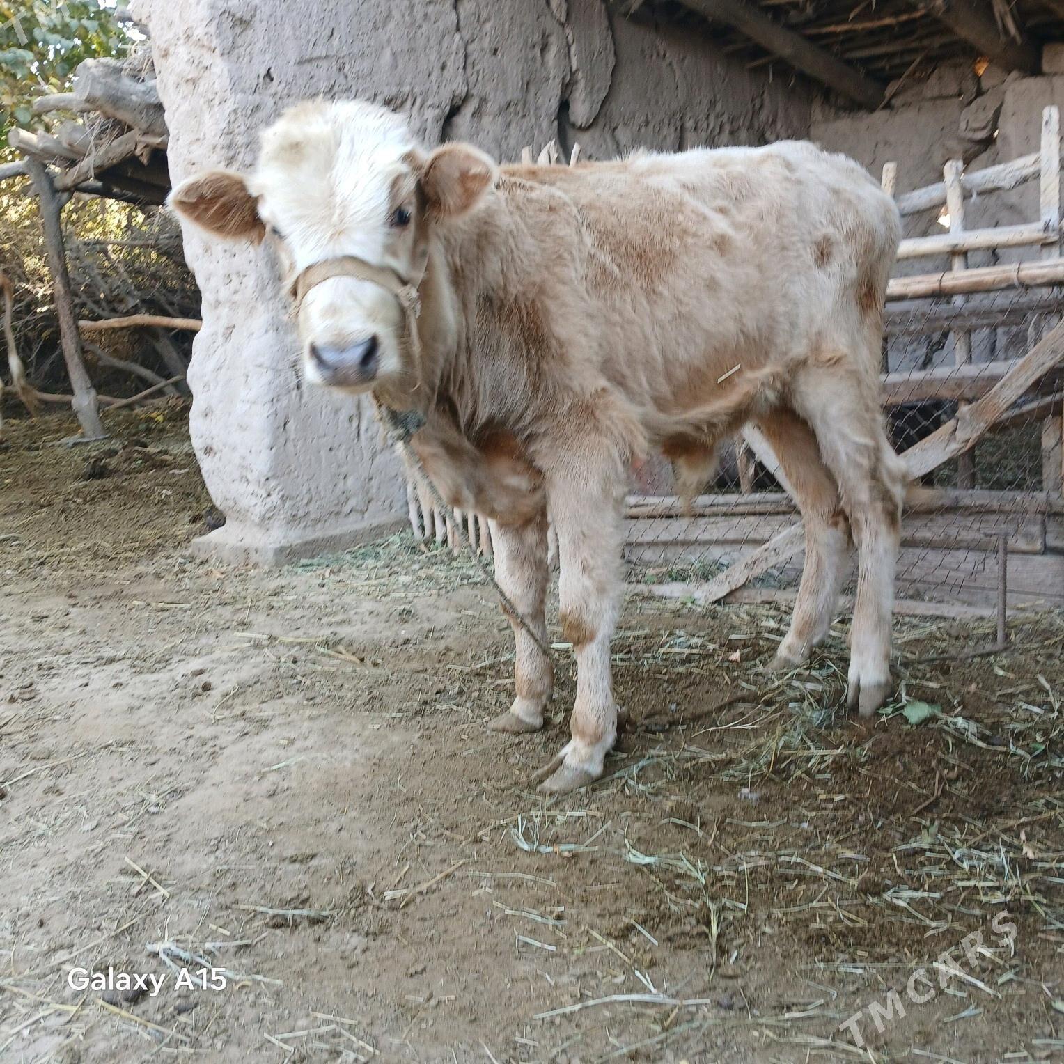 semental göleli sygyr. - Halaç - img 3