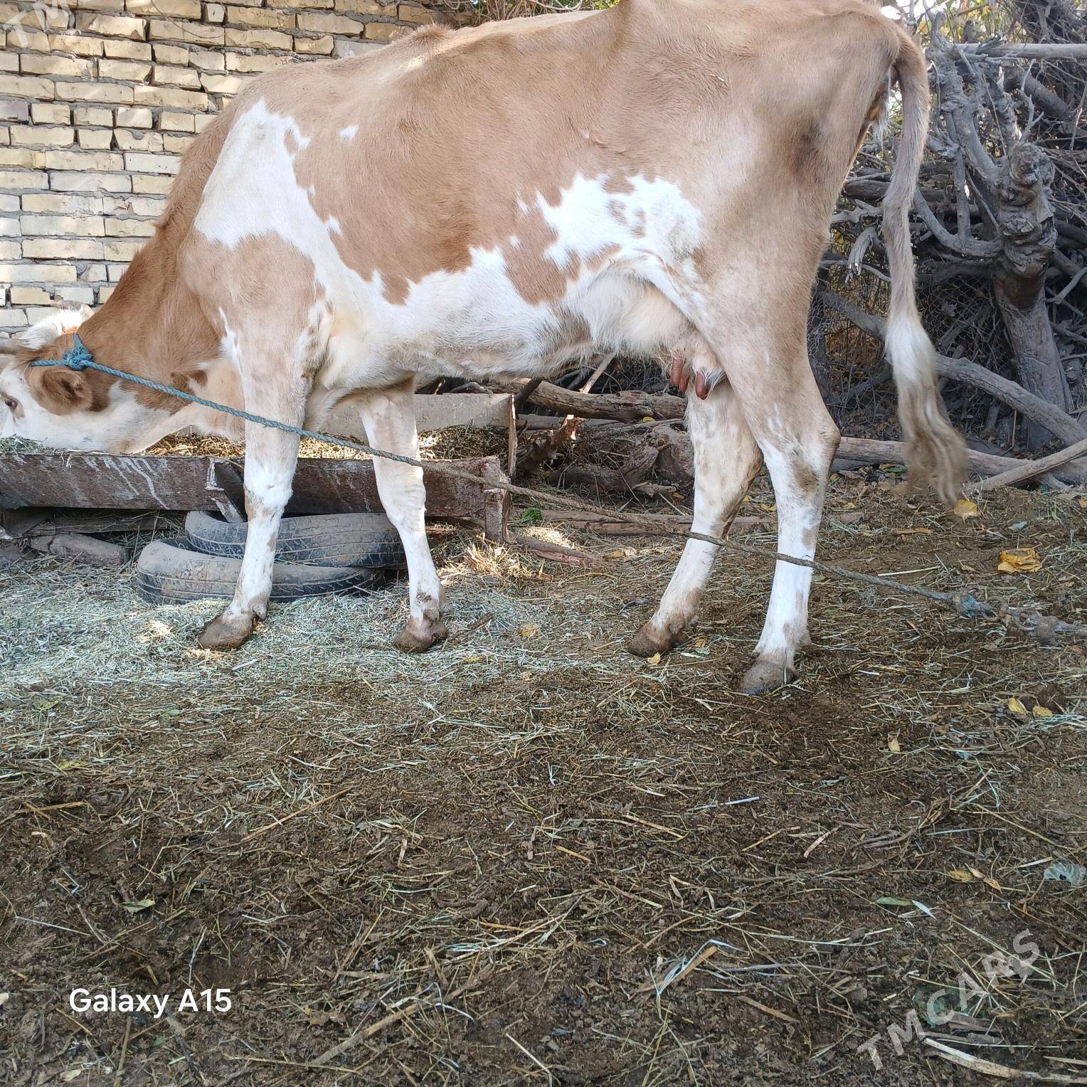 semental göleli sygyr. - Halaç - img 4