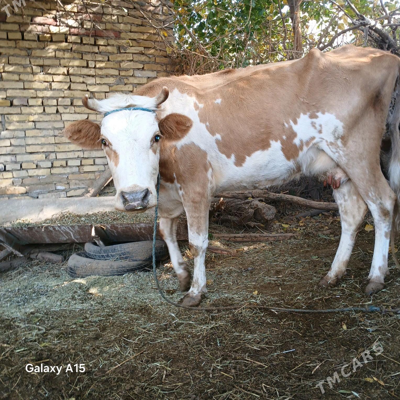 semental göleli sygyr. - Halaç - img 5