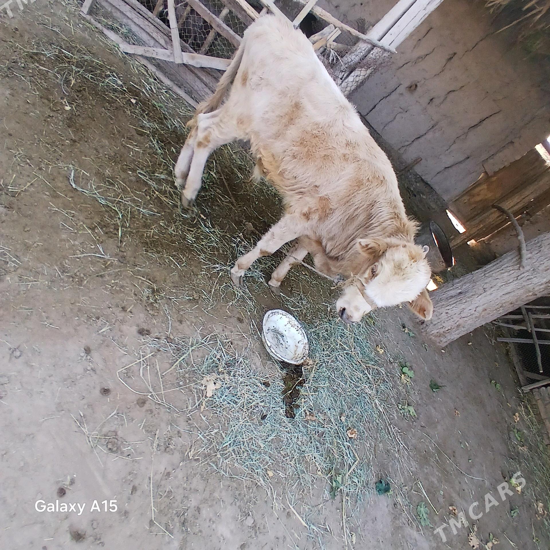 semental göleli sygyr. - Halaç - img 2