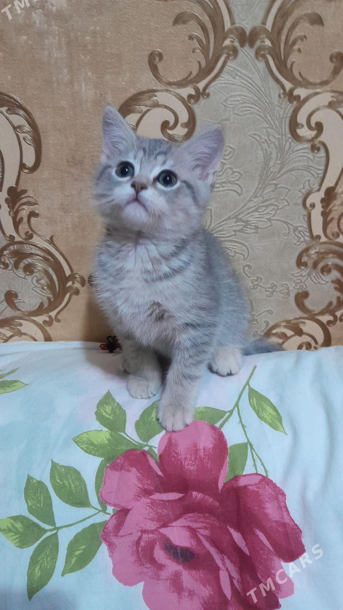 шотландский шиншилла - Ашхабад - img 7