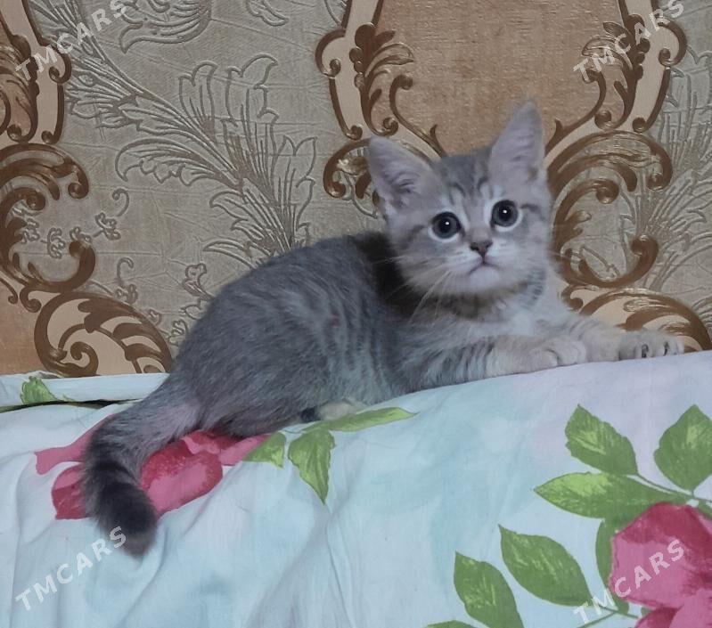 шотландский шиншилла - Ашхабад - img 4