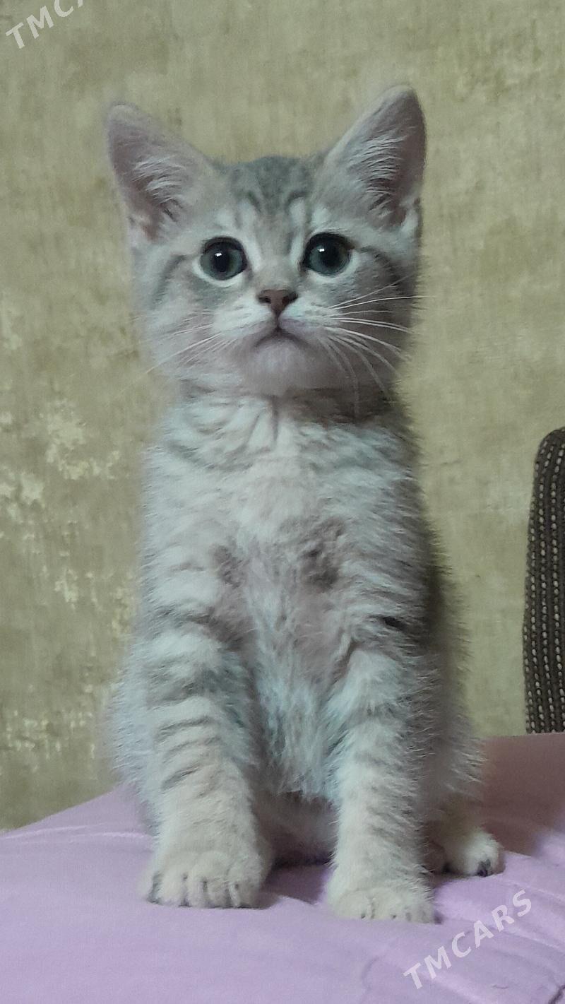 шотландский шиншилла - Ашхабад - img 9