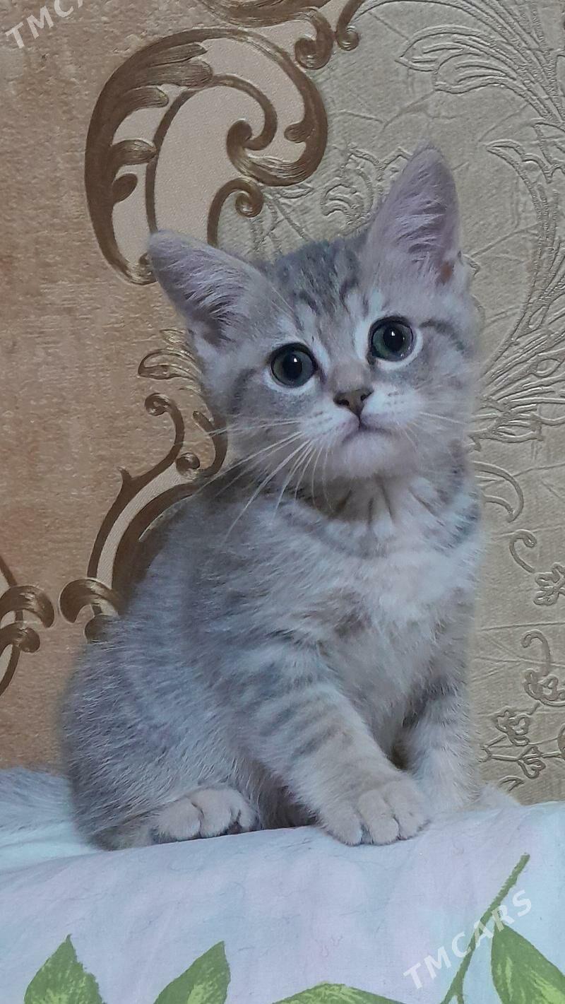 шотландский шиншилла - Ашхабад - img 2