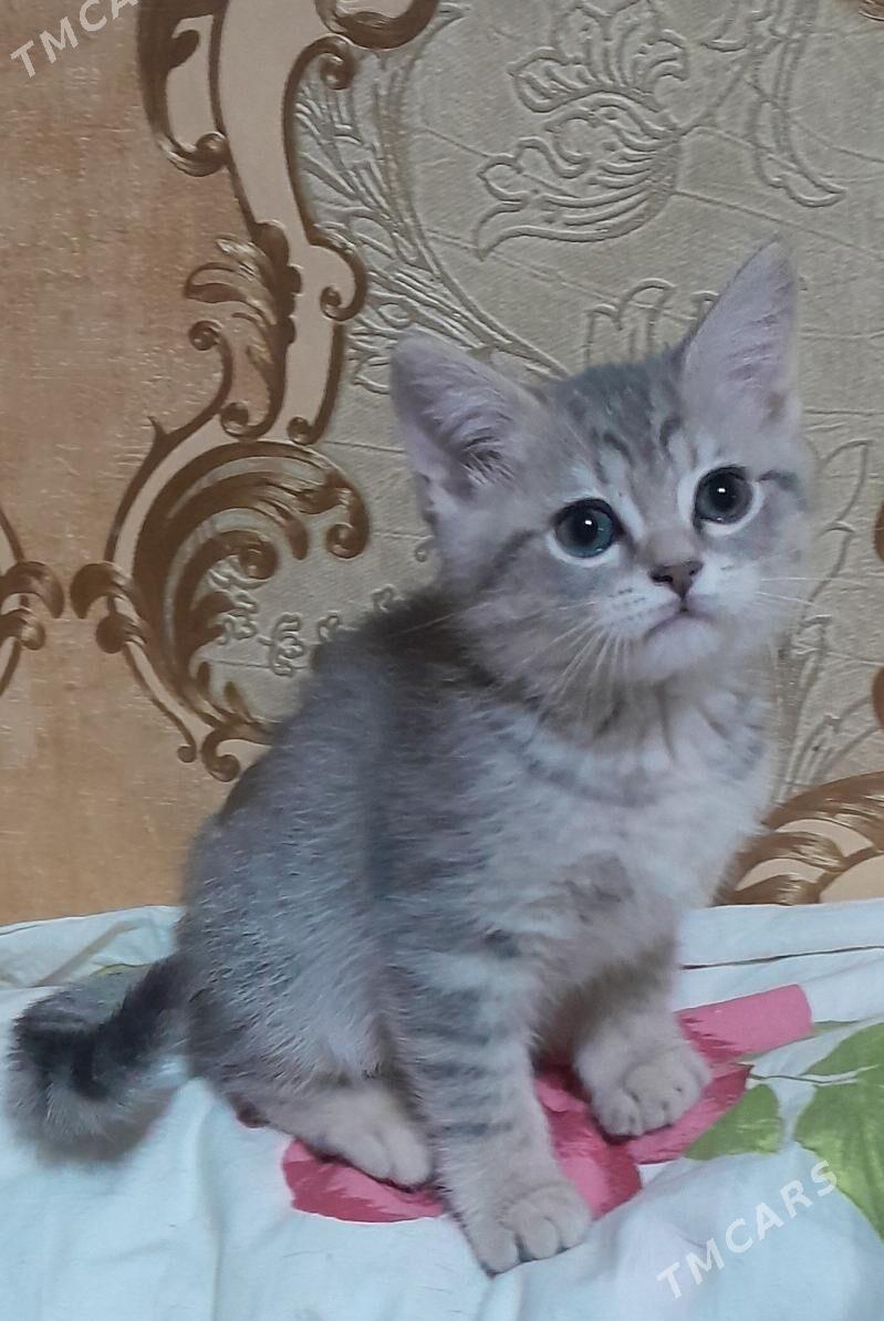 шотландский шиншилла - Ашхабад - img 5