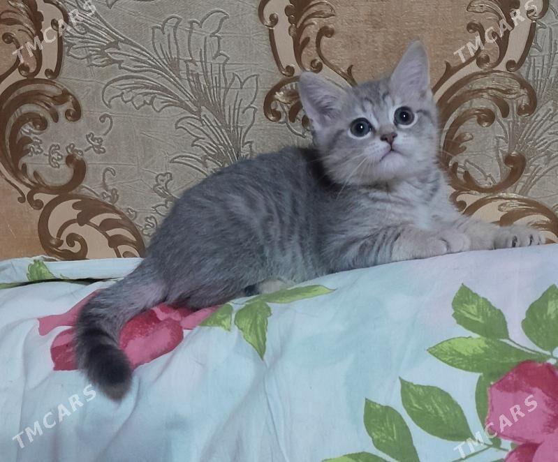 шотландский шиншилла - Ашхабад - img 3