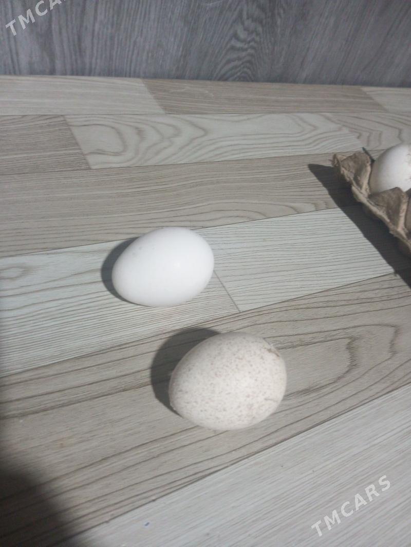 induk yumurtga - Фарап - img 1