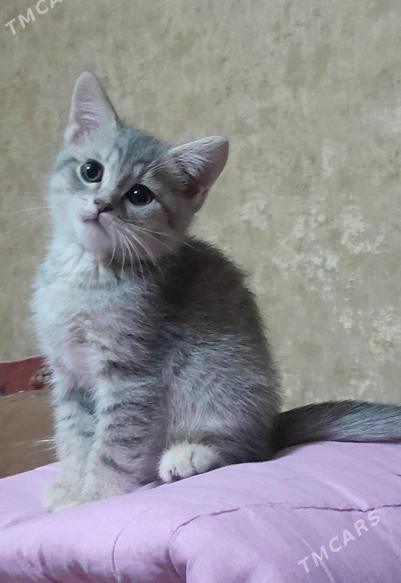 шотландский шиншилла - Ашхабад - img 8