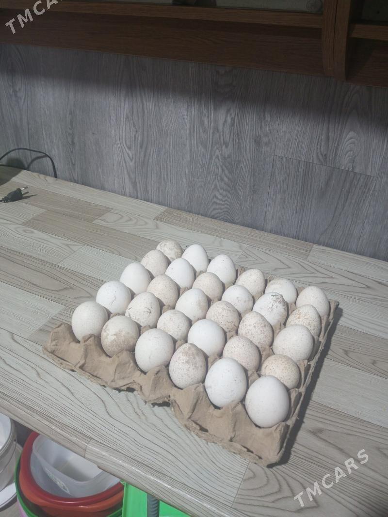 induk yumurtga - Фарап - img 3