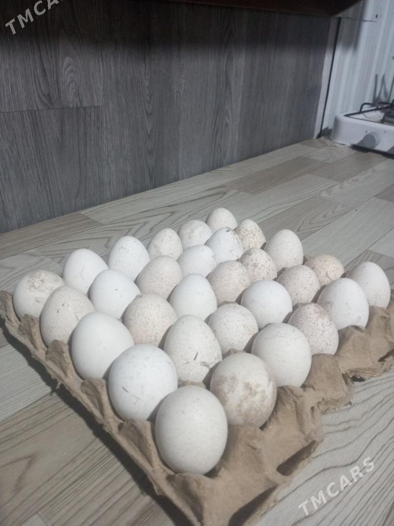 induk yumurtga - Фарап - img 2