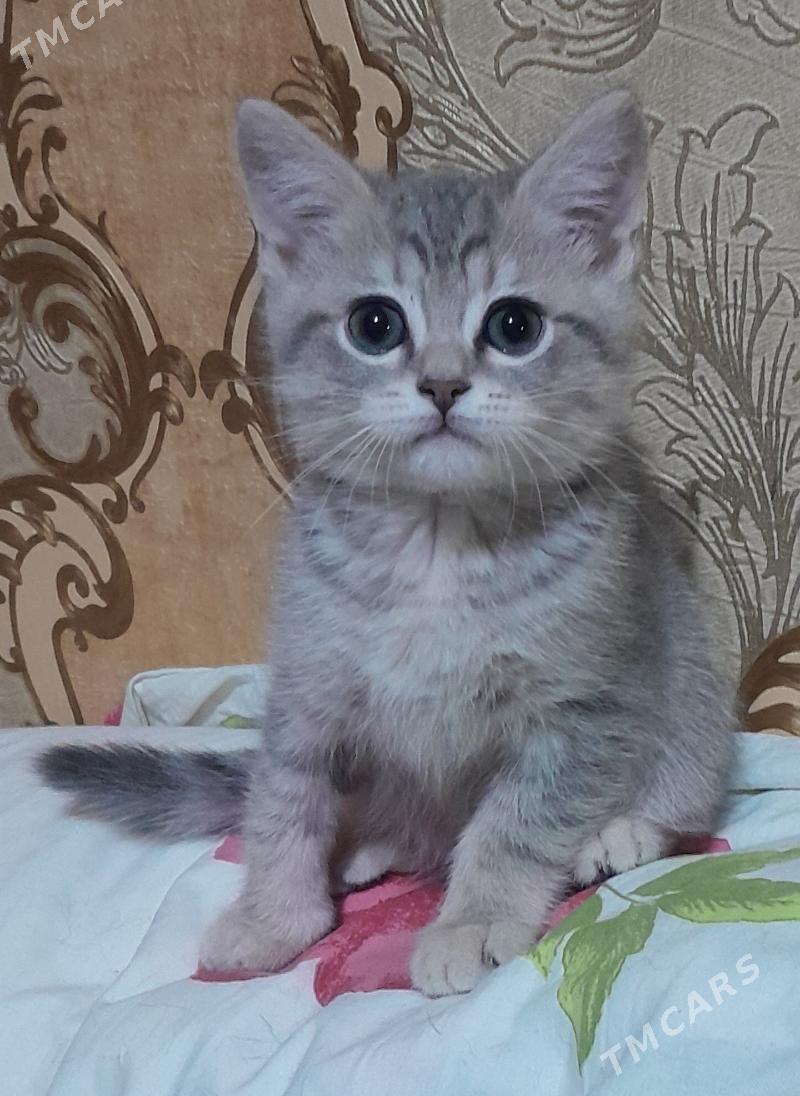 шотландский шиншилла - Ашхабад - img 6