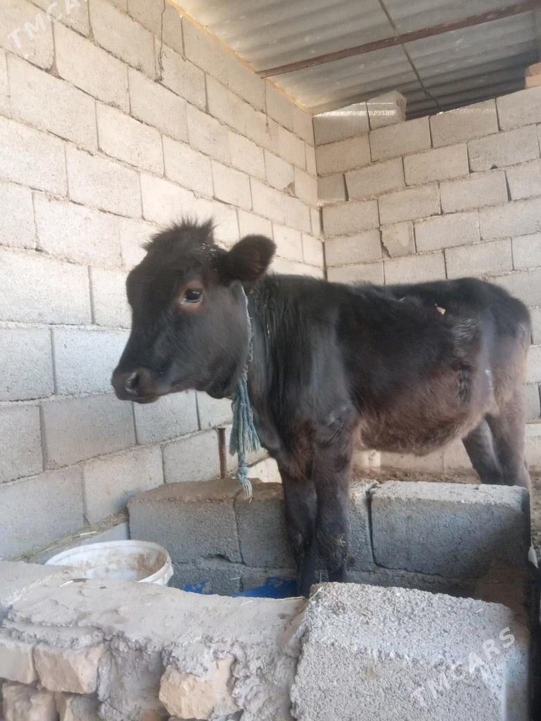 tuwe - Бабадайхан - img 2