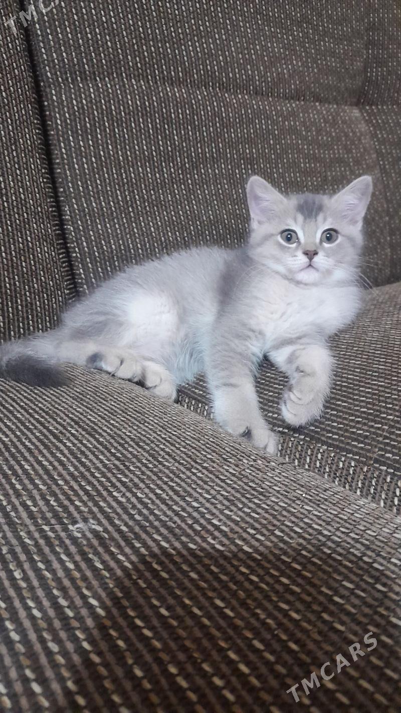 шотландский шиншилла - Ашхабад - img 8