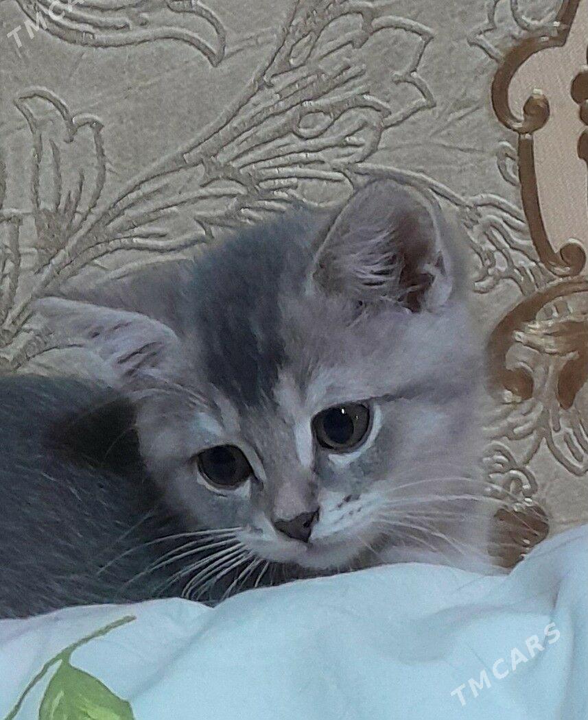 шотландский шиншилла - Ашхабад - img 4