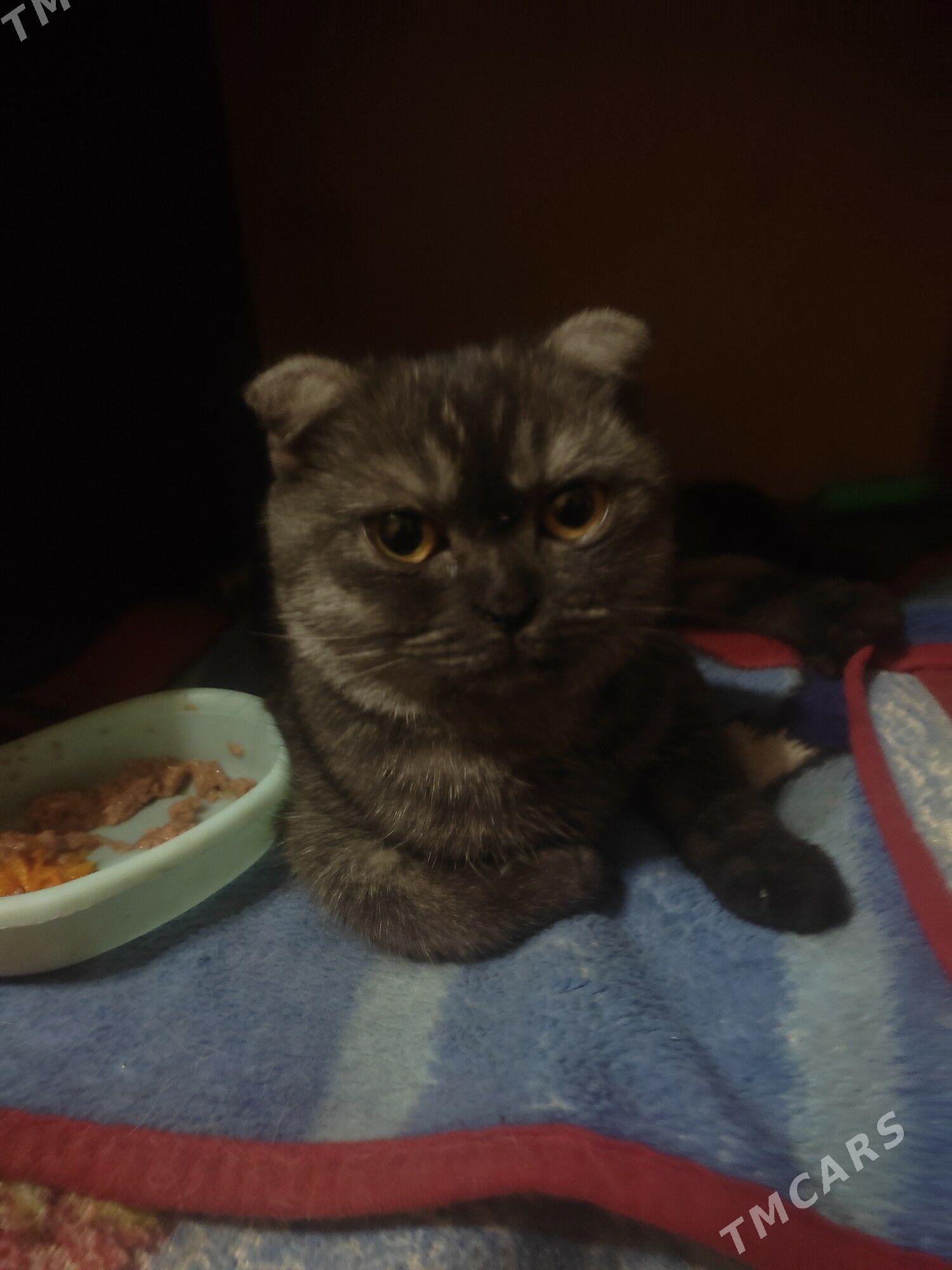 шотландк - 8 мкр - img 4