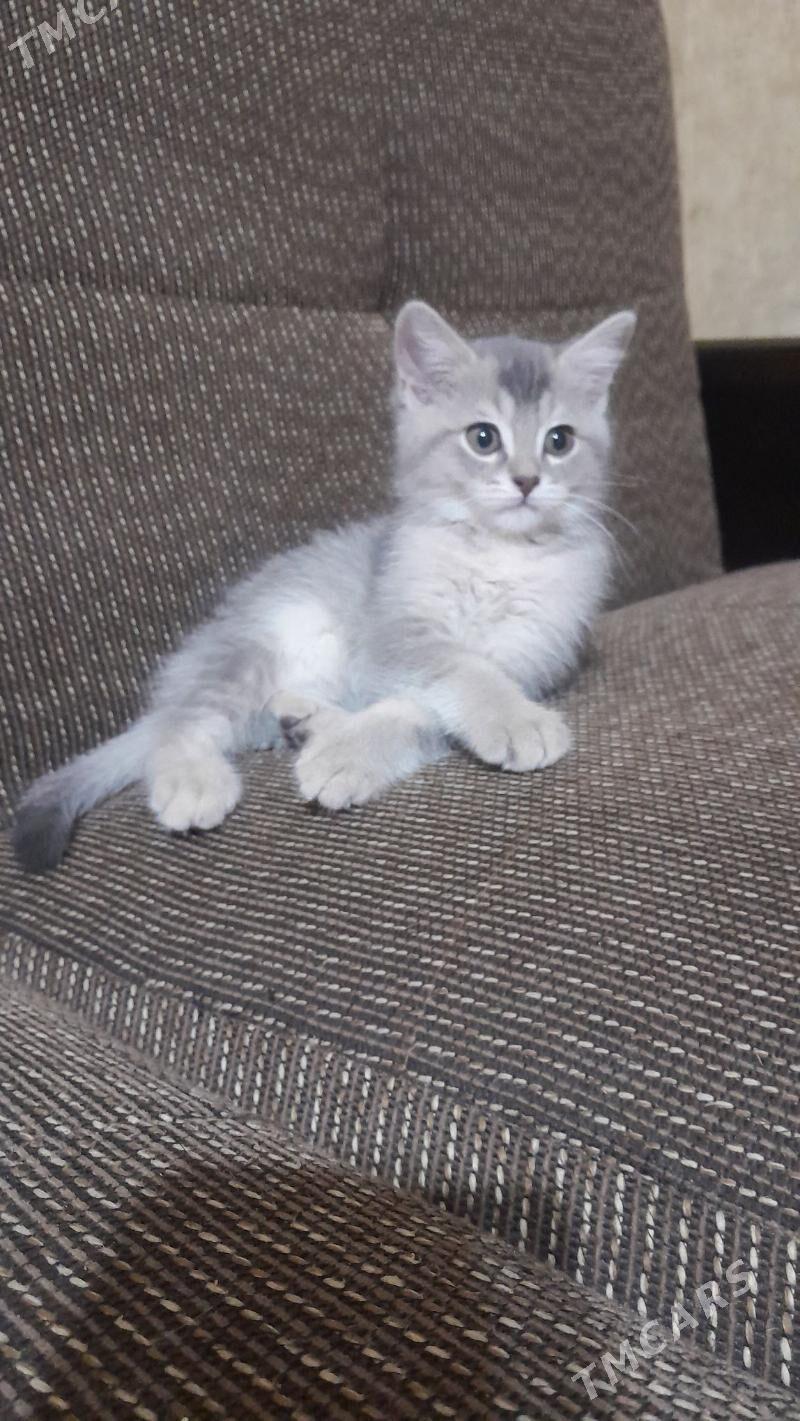 шотландский шиншилла - Ашхабад - img 6