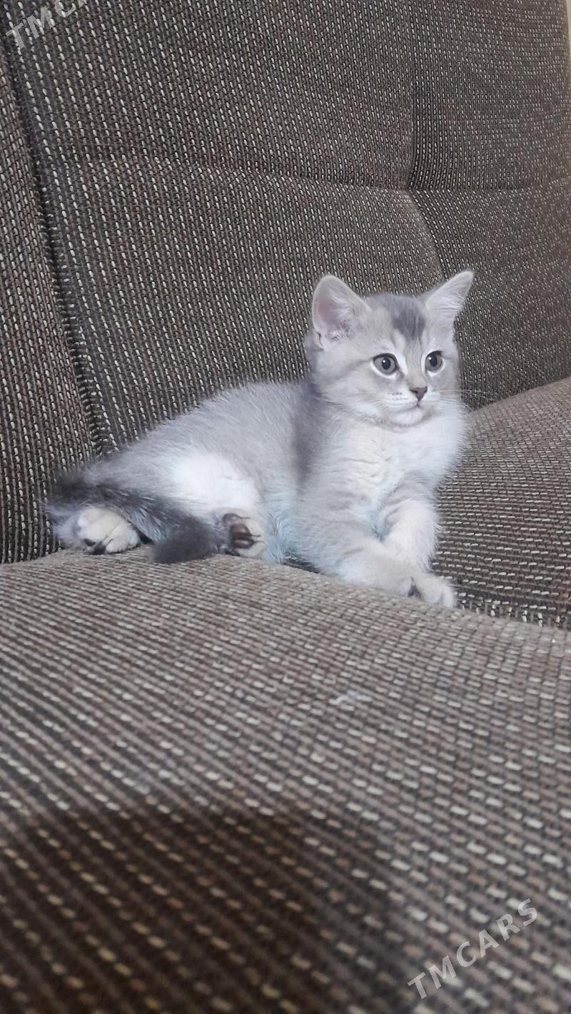 шотландский шиншилла - Ашхабад - img 7