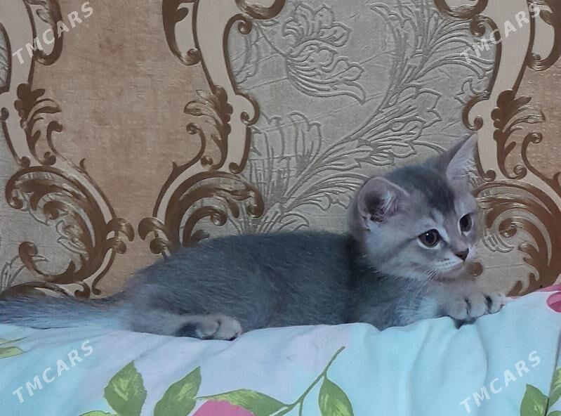 шотландский шиншилла - Ашхабад - img 10