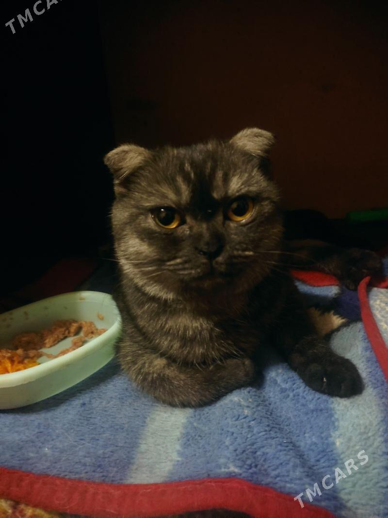 шотландк - 8 мкр - img 7