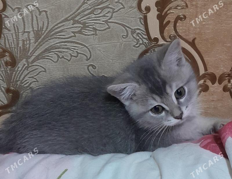 шотландский шиншилла - Ашхабад - img 2