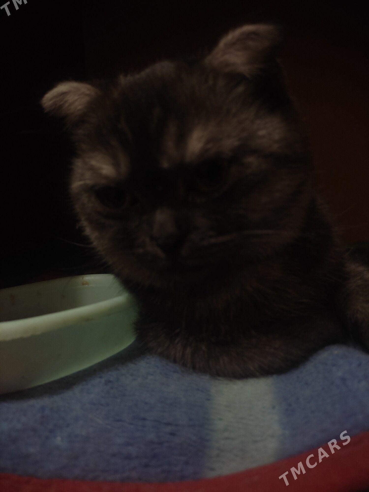 шотландк - 8 мкр - img 9