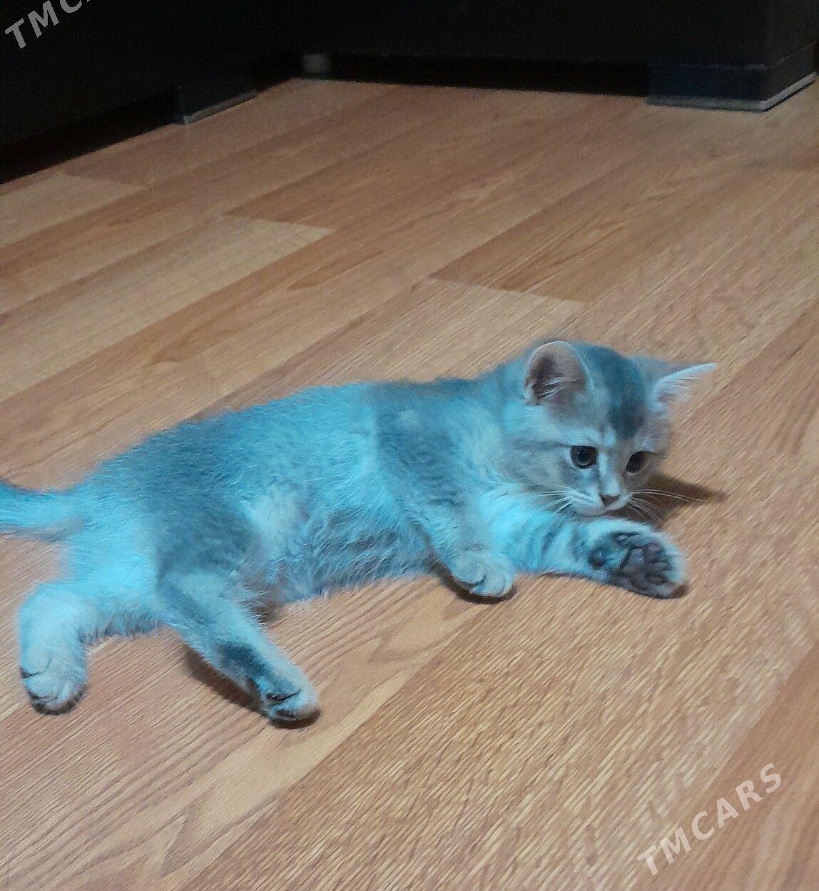 шотландский шиншилла - Ашхабад - img 5