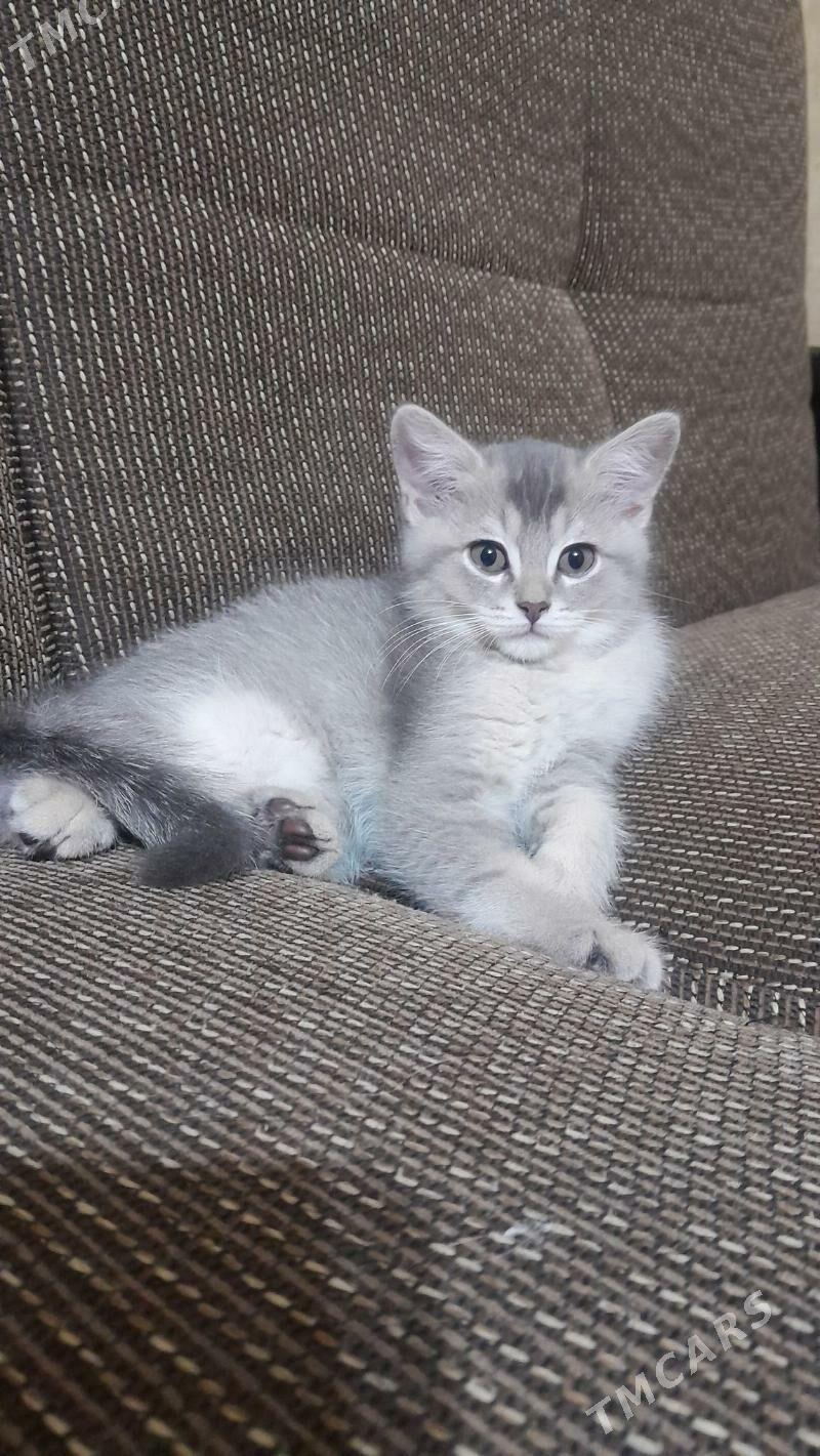 шотландский шиншилла - Ашхабад - img 9