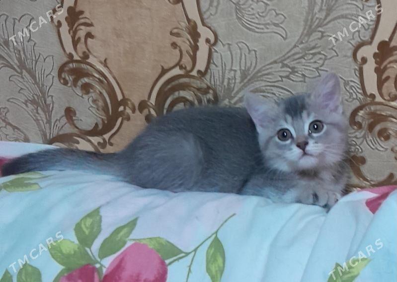 шотландский шиншилла - Ашхабад - img 3