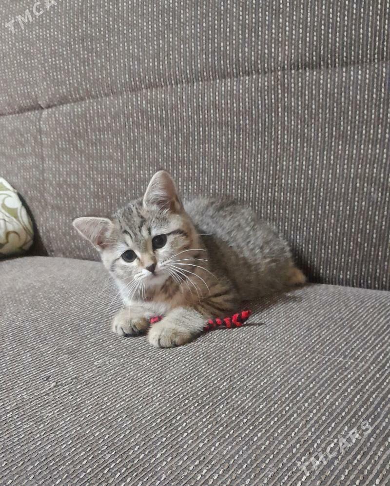 шотландская шиншилла - Ашхабад - img 10