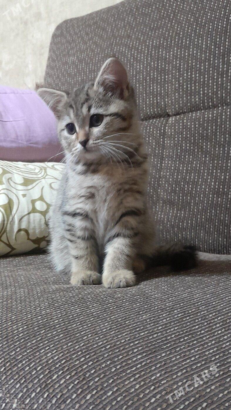 шотландская шиншилла - Ашхабад - img 6