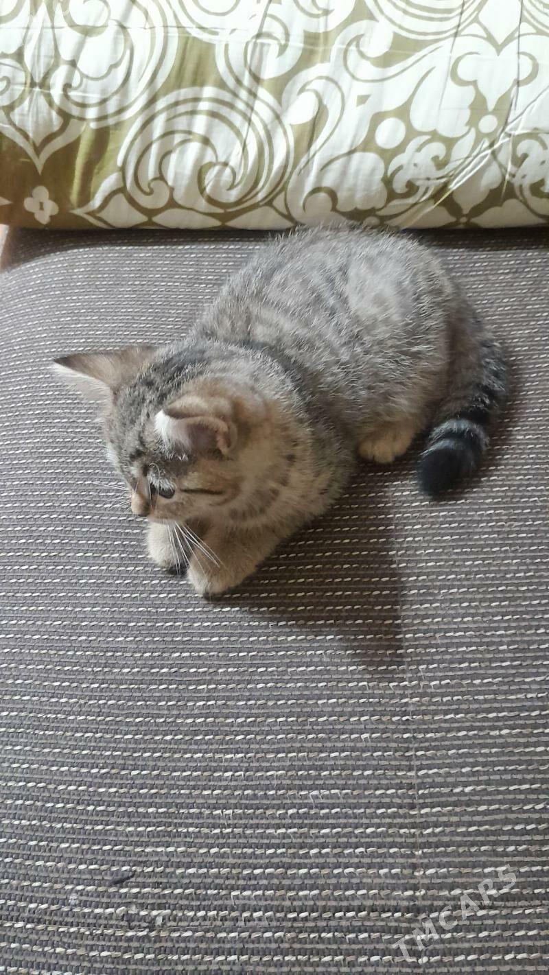 шотландская шиншилла - Ашхабад - img 4