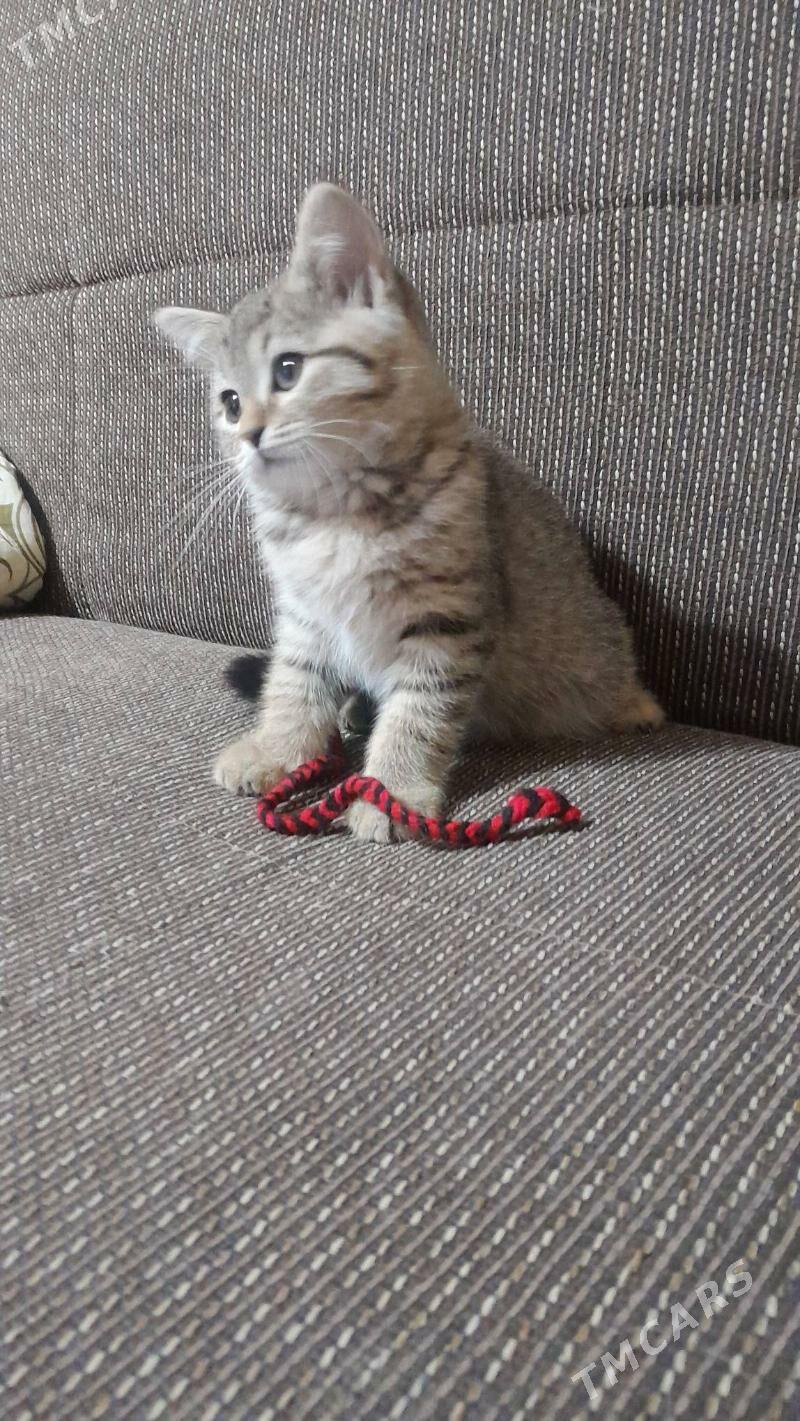 шотландская шиншилла - Ашхабад - img 3