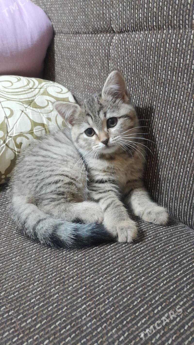 шотландская шиншилла - Ашхабад - img 8