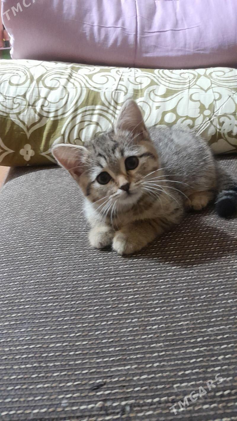 шотландская шиншилла - Ашхабад - img 5