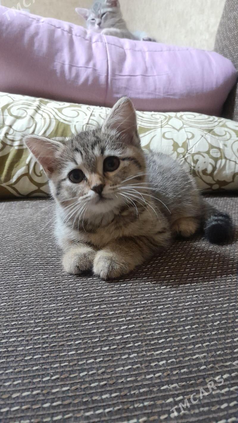 шотландская шиншилла - Ашхабад - img 7