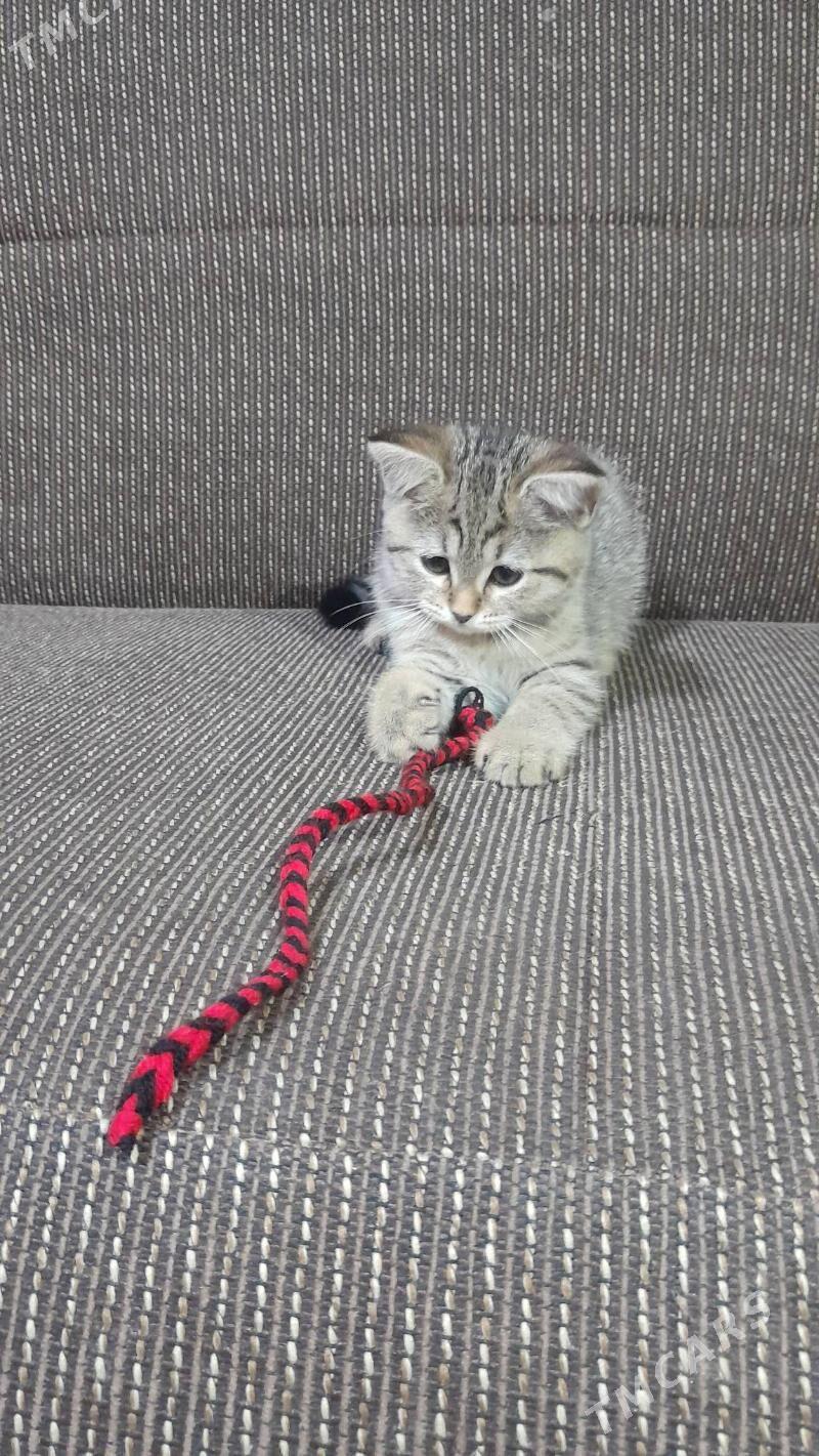 шотландская шиншилла - Ашхабад - img 2