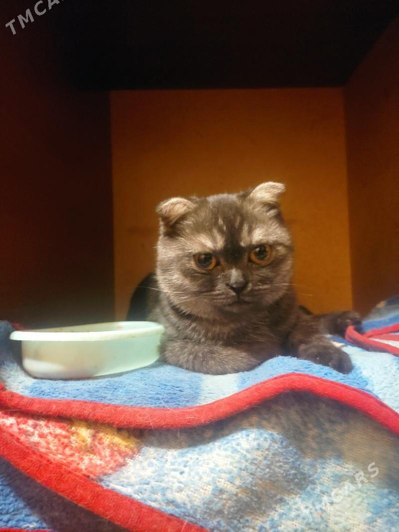 шотландка - 8 мкр - img 9