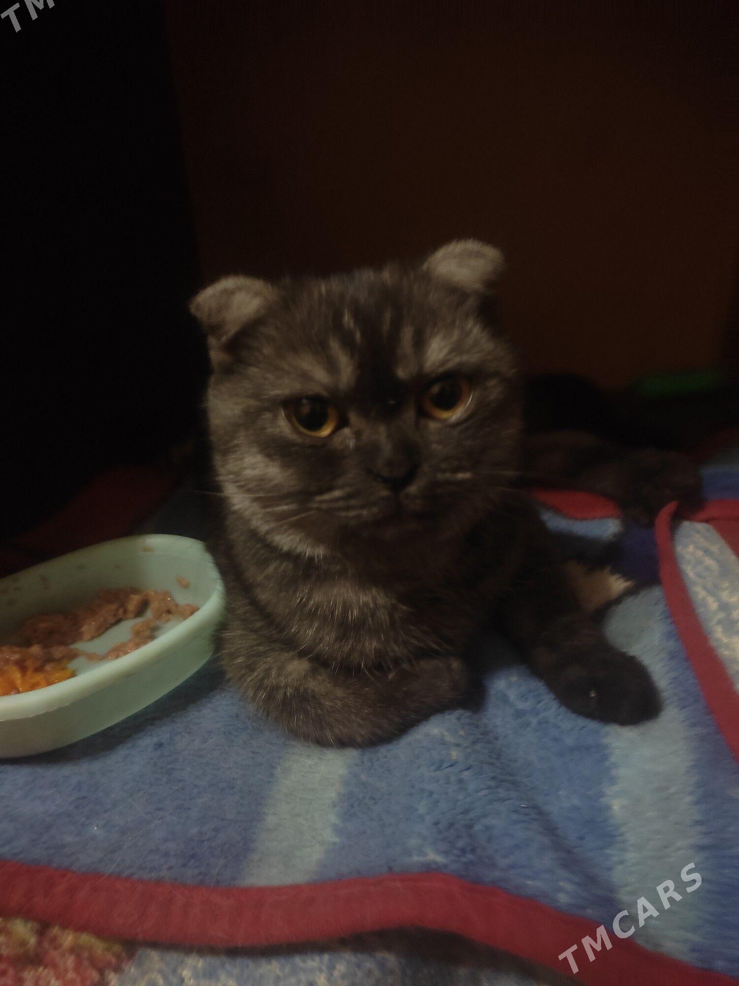 шотландка - 8 мкр - img 6