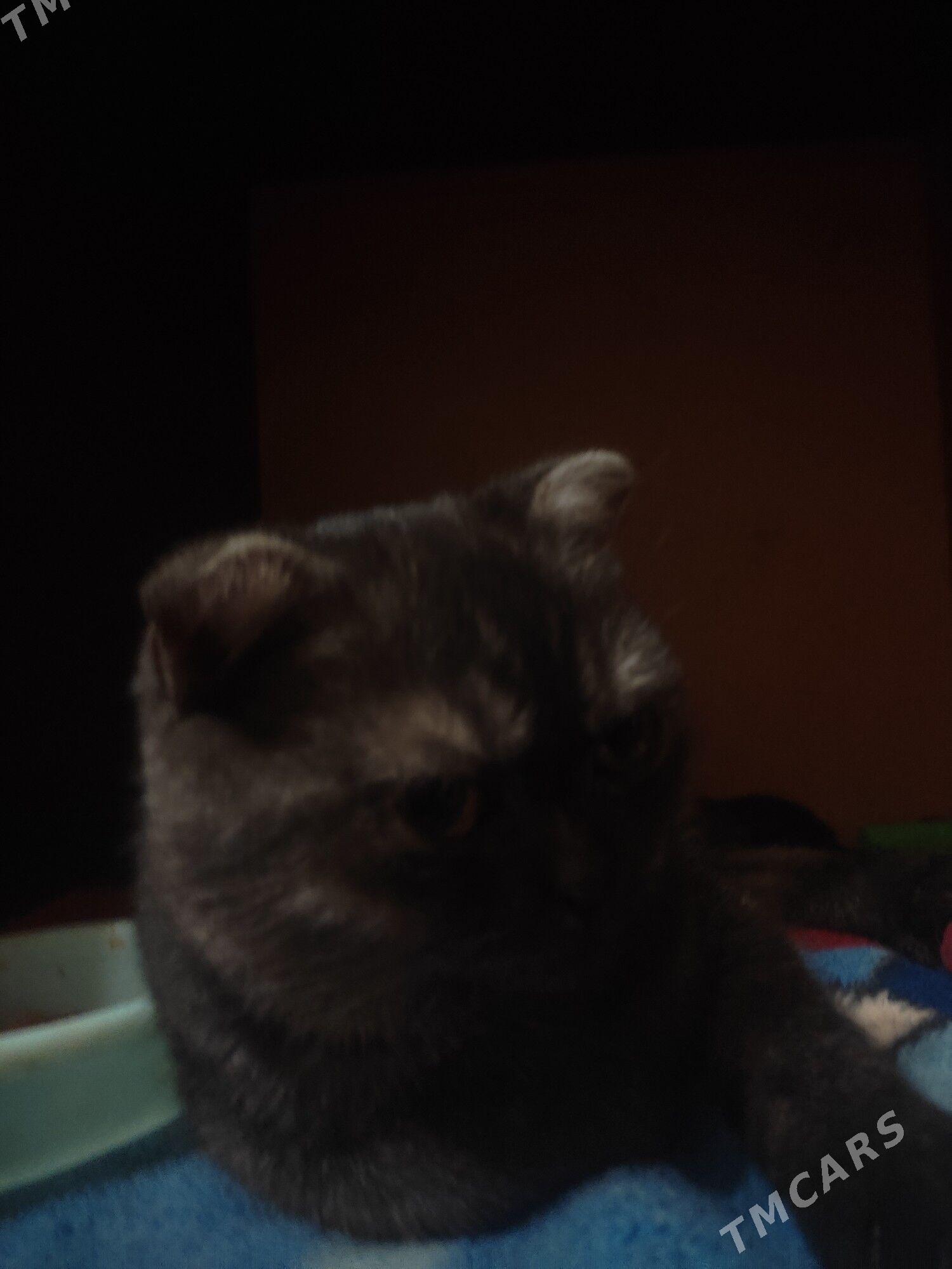 шотландка - 8 мкр - img 4