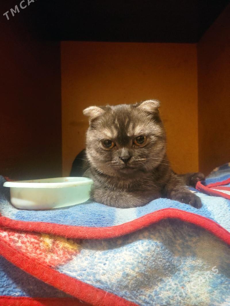 шотландка - 8 мкр - img 10