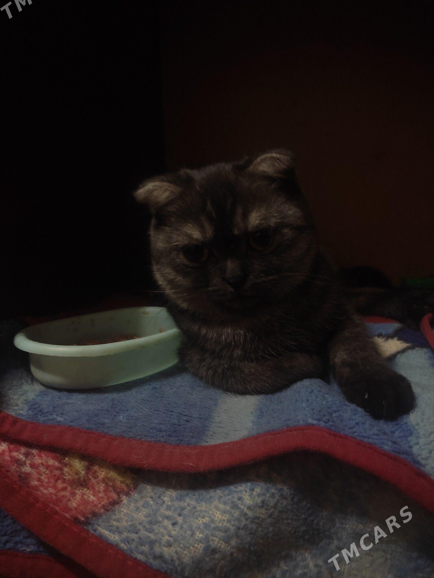 шотландка - 8 мкр - img 7