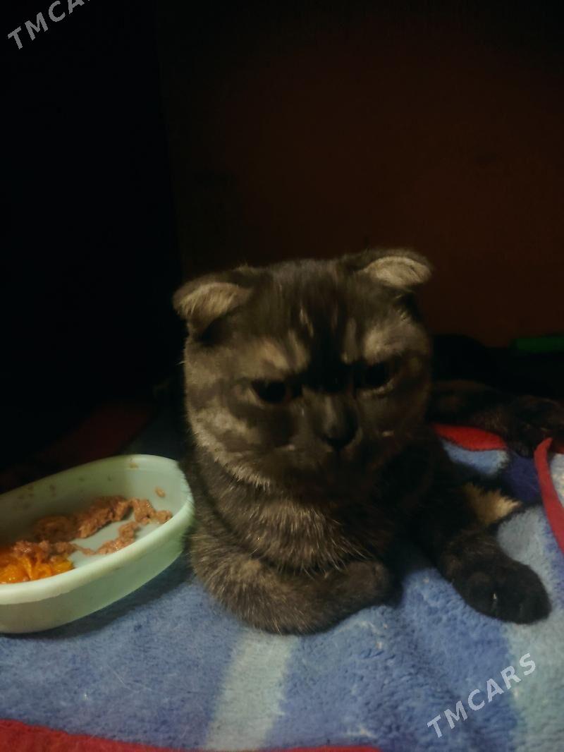 шотландка - 8 мкр - img 3