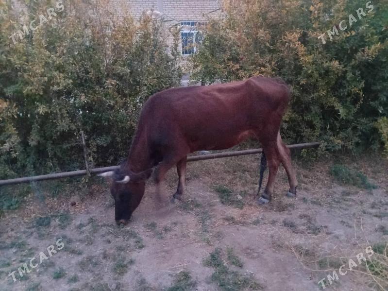 sygyr - Мары - img 2